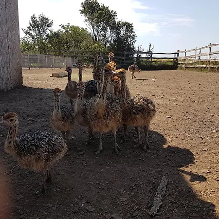 Strucc Tanya Vendeghaz Penzion Hajdúnánás